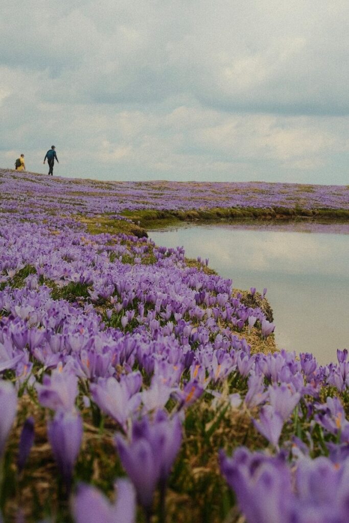 Field of purple crocuses with people walking near water